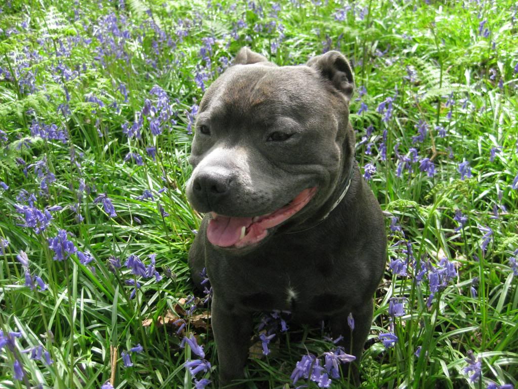 Our Blubell walk today (very pic heavy) IMG_3663_zps72baad0c