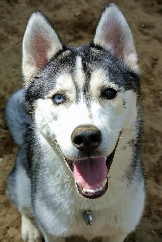 Seattle Area Huskies!!! - Page 11 DSC_5543EDT_zps37744bda