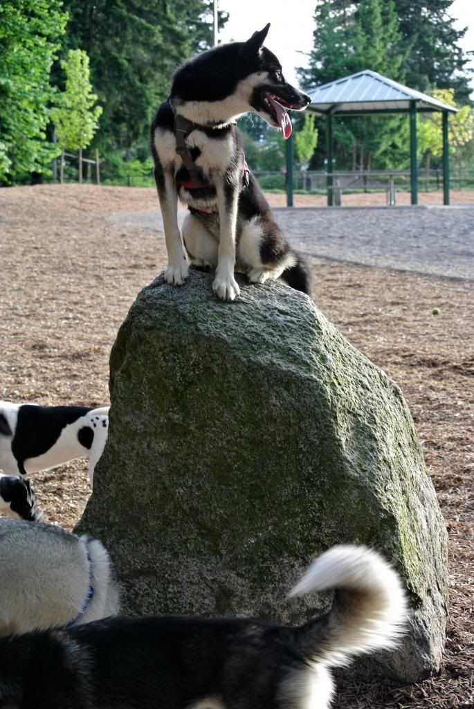 Seattle Area Huskies!!! - Page 11 DSC_5865EDT_zpsb272724f