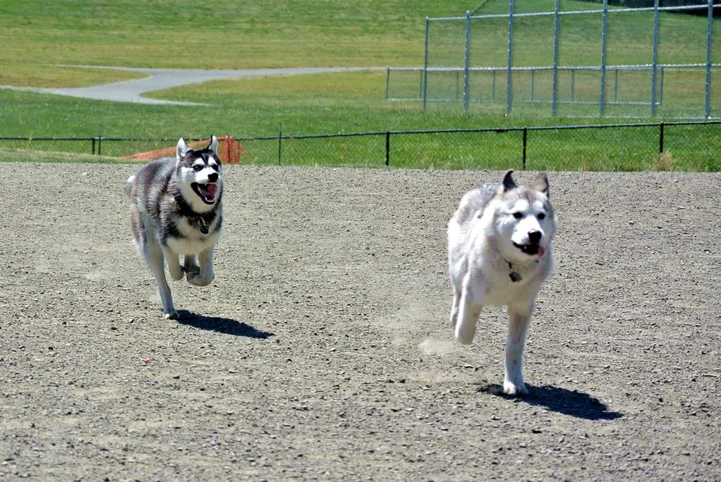 Korra's Best Buddies..Happy Birthday Korra!! - Page 6 DSC_7380EDT_zpsab0e782d