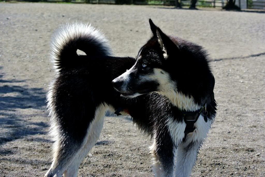 Korra's Best Buddies..Happy Birthday Korra!! - Page 7 DSC_8768EDT_zps95d501dc