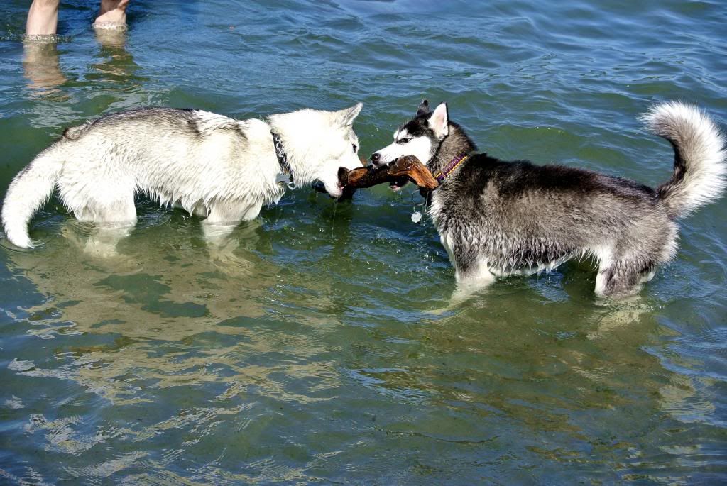 Korra's Best Buddies..Happy Birthday Korra!! - Page 7 DSC_8822EDT_zps9c874292