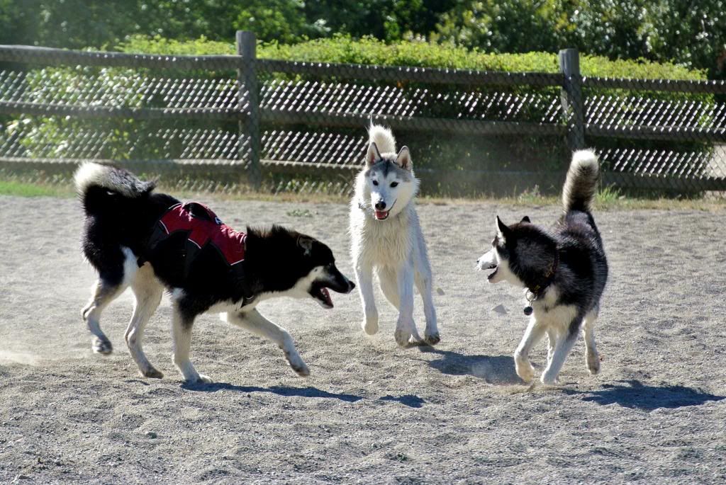 Korra's Best Buddies..Happy Birthday Korra!! - Page 7 DSC_8930EDT_zpsd0b2dc6a