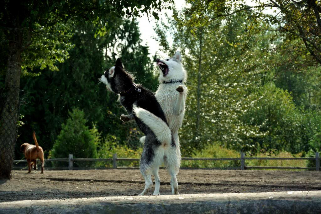 Korra's Best Buddies..Happy Birthday Korra!! - Page 7 DSC_9544EDT_zpsdcd1d6e6