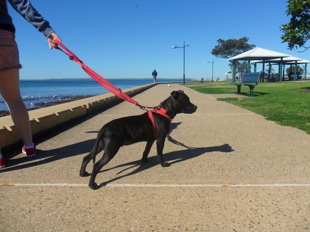 Wellington point beach trip (pic heavy) SAM_0556_zpsb394619f