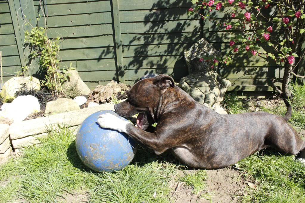 Staffies with balls - Page 2 _MG_2197_zpsbbae672a