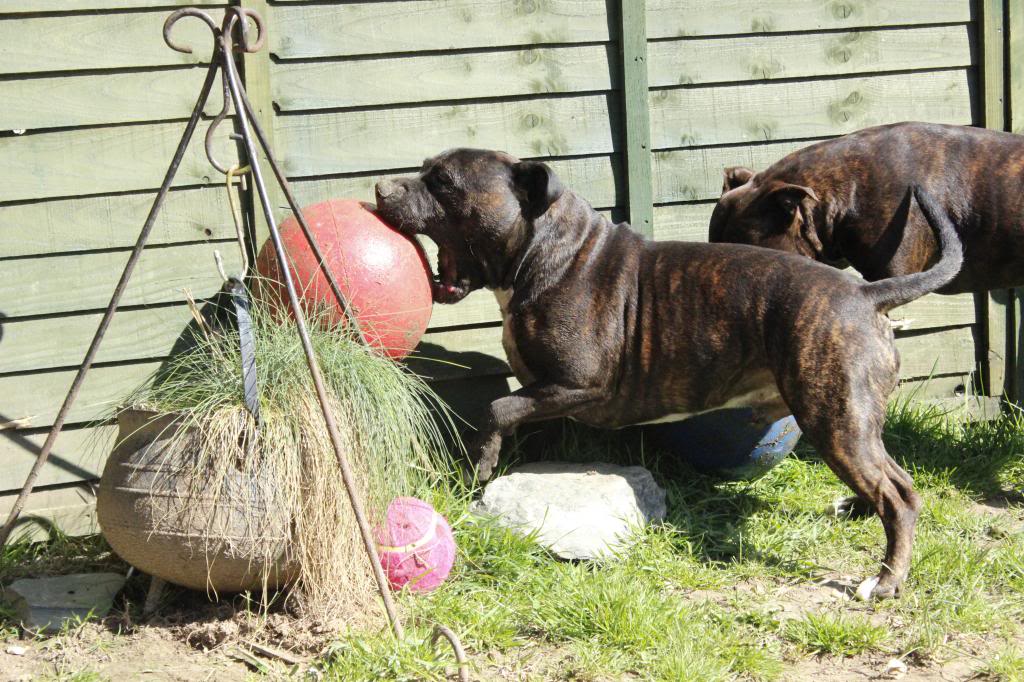 Staffies with balls - Page 2 _MG_2234_zps4281ce30