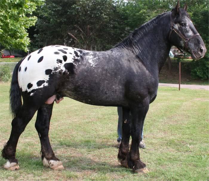 Sugarbush Draft Horse Image1_zps8c4f01e3