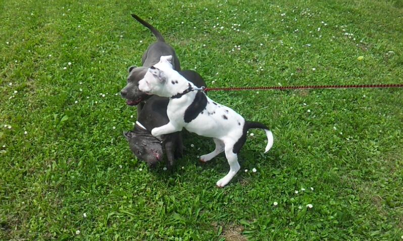 iggy and his two staffy friends (lots of pics) 2013-05-2502-10-44-428_zps5a7ae527