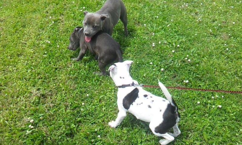 iggy and his two staffy friends (lots of pics) 2013-05-2502-10-45-405_zps43fcff5c