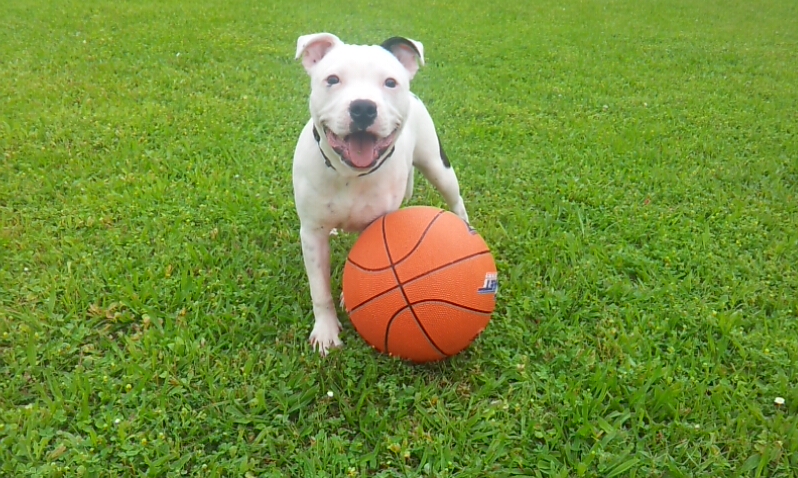 Staffies with balls - Page 2 2013-06-1910-36-27-587_zpsbd1ccf84