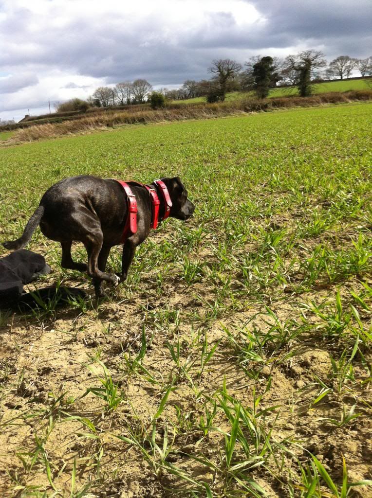 New harness field pictures (very heavy) IMG_4773_zps93e06074