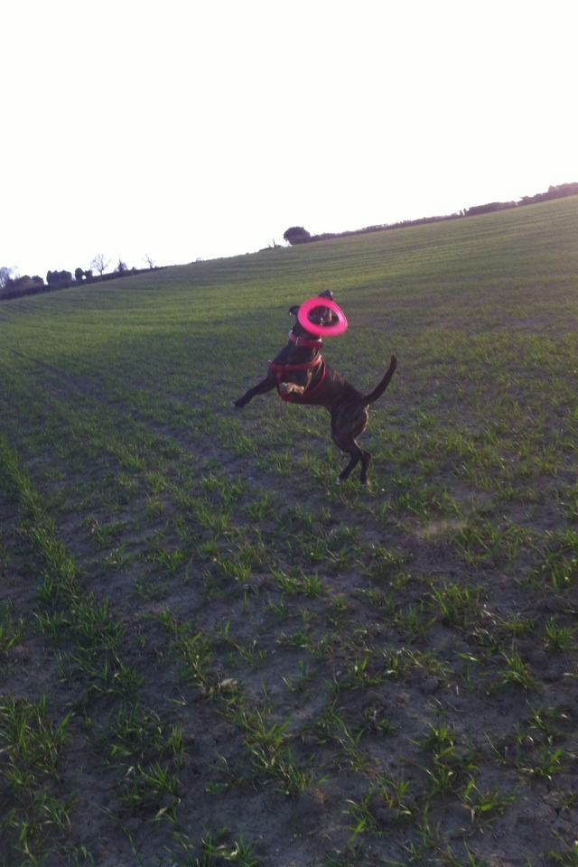 Ebonys first time with a frisbee! Image_zps06554bfd