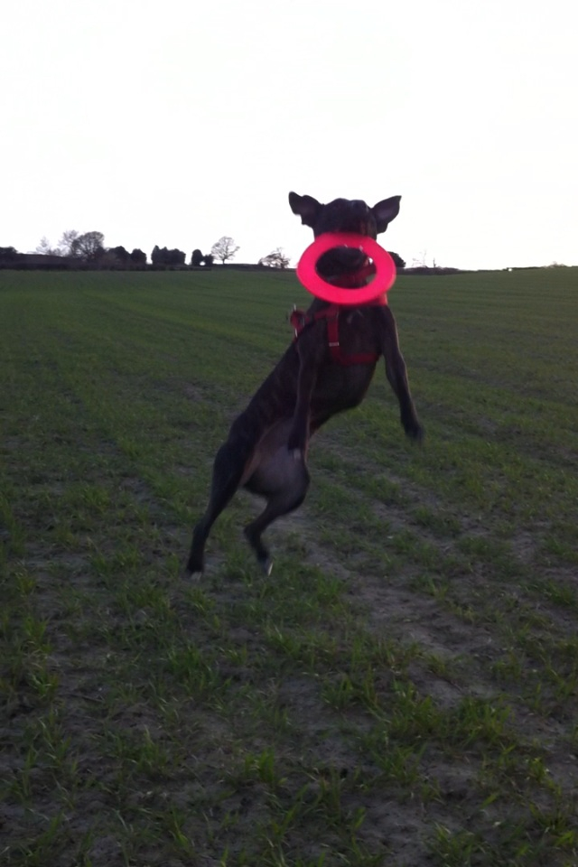 Ebonys first time with a frisbee! Image_zps30e22089