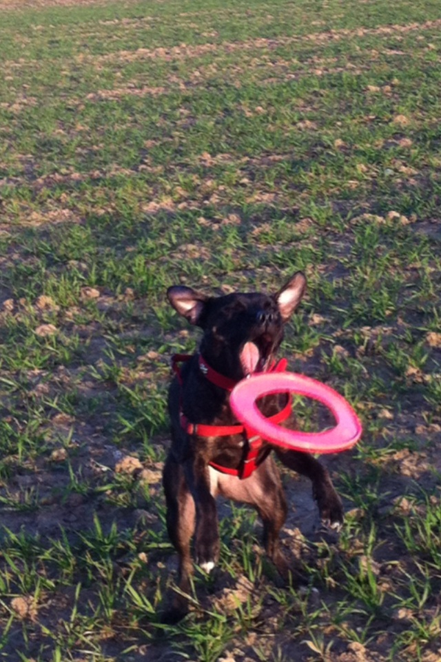 Ebonys first time with a frisbee! Image_zpsace03eb9