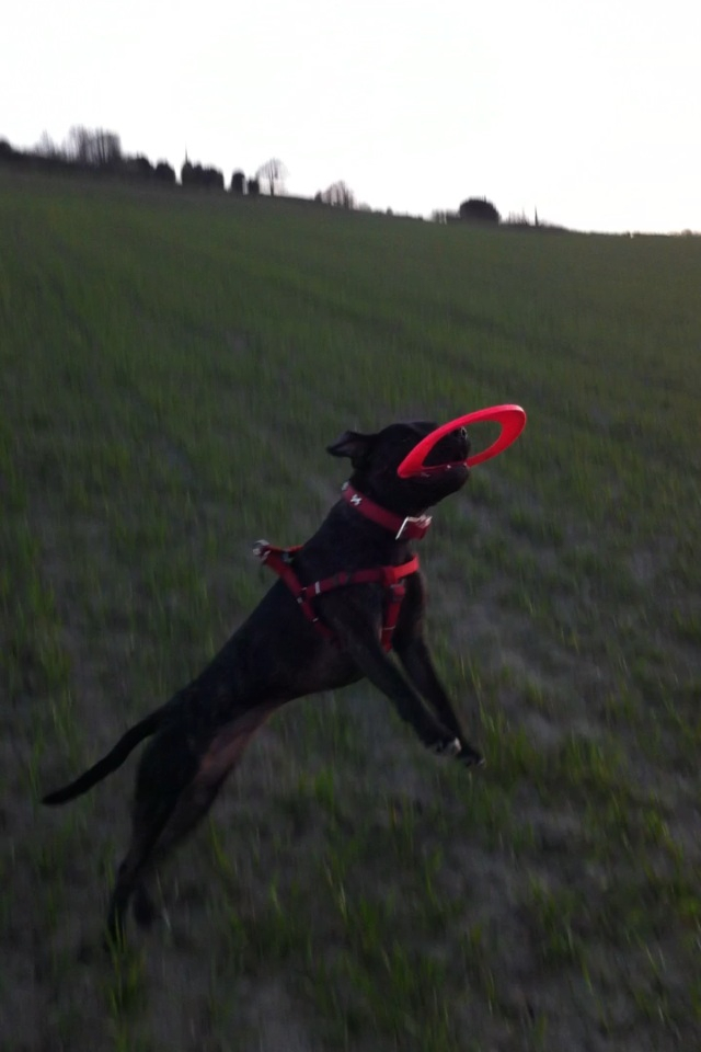 Ebonys first time with a frisbee! Image_zpsbef432f5