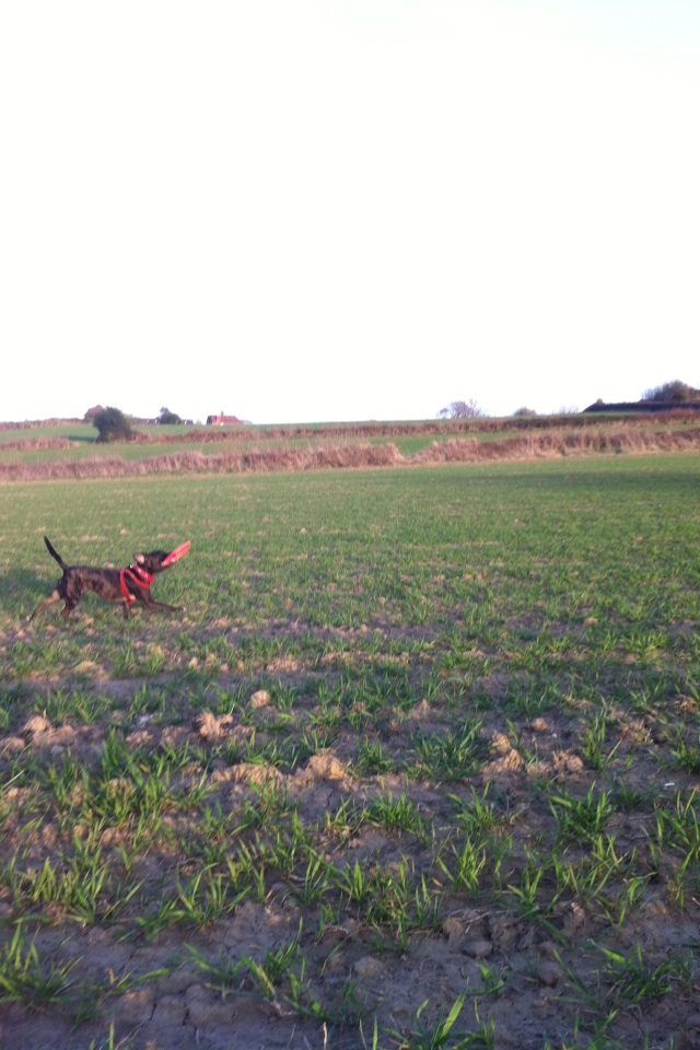 Ebonys first time with a frisbee! Image_zpse191f15a