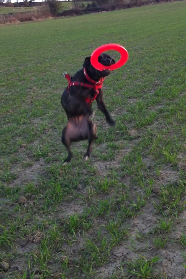 Ebonys first time with a frisbee! Image_zpsf6a57623