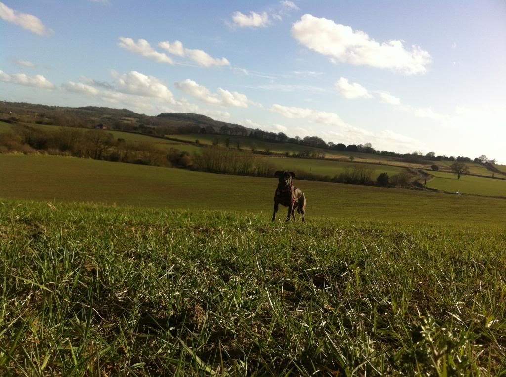 Yesterdays sunny field pics!  IMG_3907_zps9bcc382c