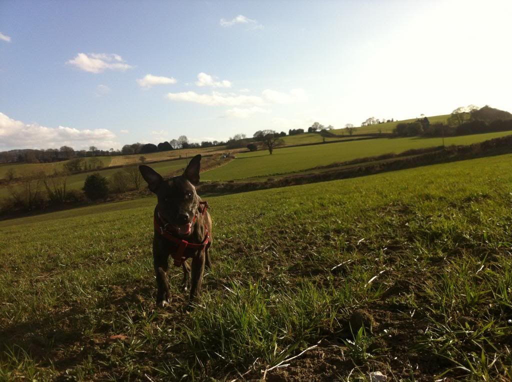 Yesterdays sunny field pics!  IMG_3964_zpsc08553e5