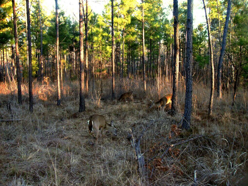 DSC W220 - Deer in the pines by the creek (silent pictures) DSCW220-3DEERINTHEPINES_zpscbf79cc2