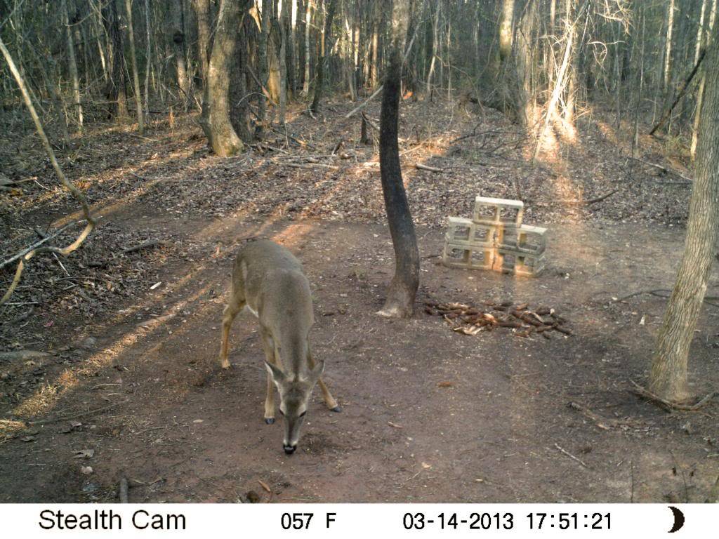 Stealth XT - Deer at the mineral hole (silent pictures) STEALTHXT-BUCK2_zps3596fe52