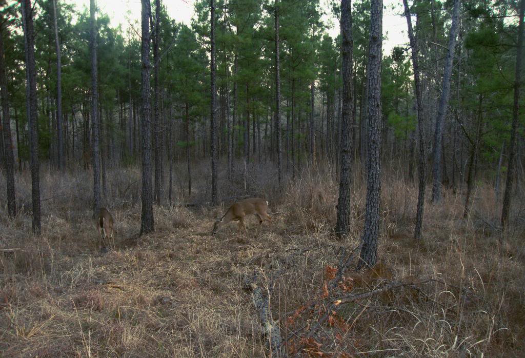 DSC W220 - How many deer do you see? W2203deer1_zpsabb12e56