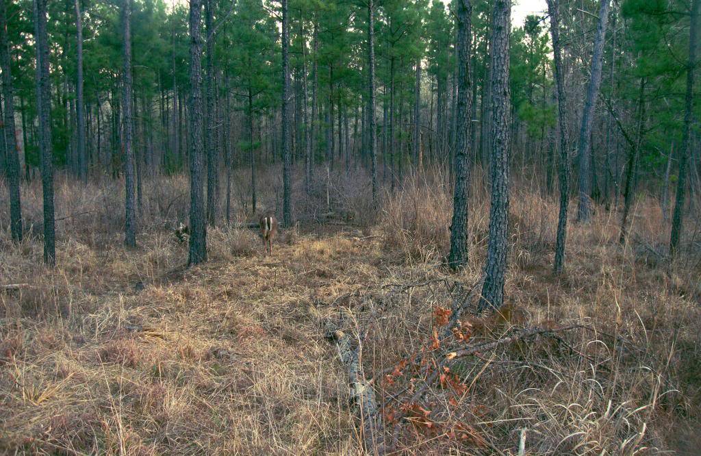 DSC W220 - How many deer do you see? W2203deer2_zpsb876675e