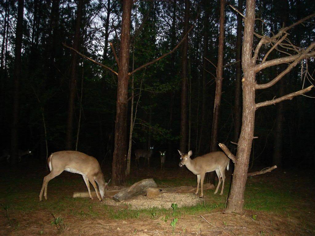 DSC S600 - Side shots of the deer in the pines DSC00844_zps75805293