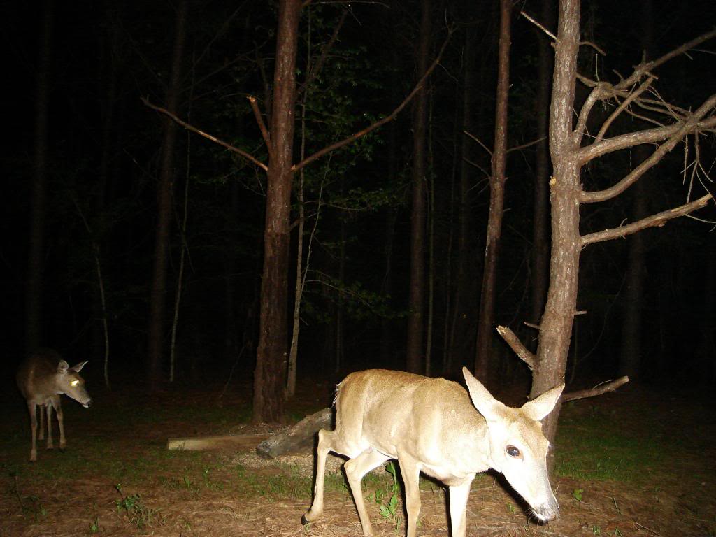 DSC S600 - Side shots of the deer in the pines DSC00914_zpsb2baf82c