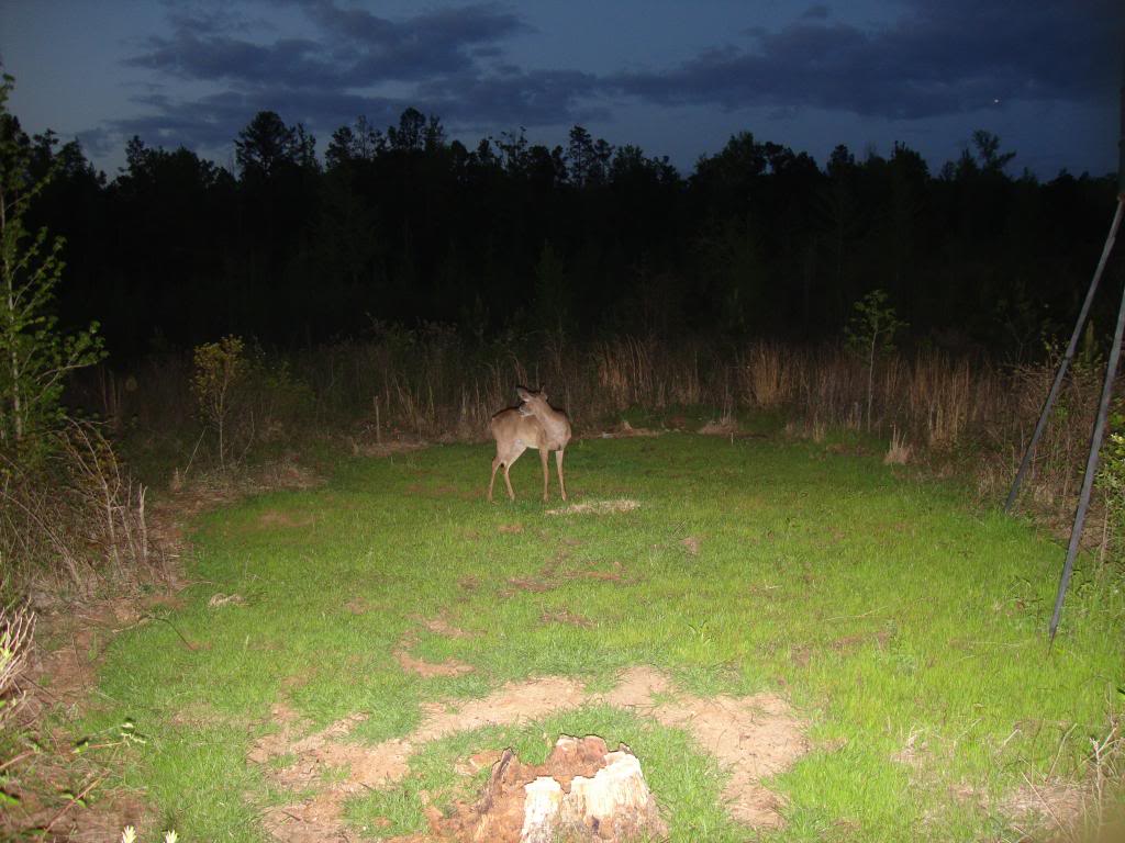 DSC W220 V3700 - ISO 100 setting at the food plot DSC06336_zps21effa95