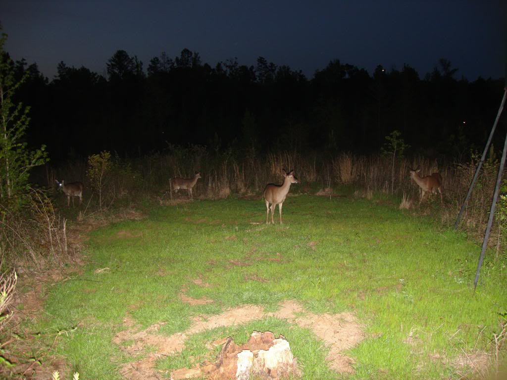 DSC W220 V3700 - ISO 100 setting at the food plot DSC06445_zps41893d86