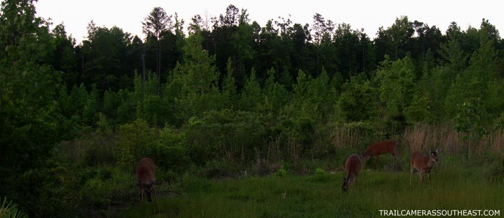 W220 -  Food plot activity for a couple weeks W2201_zps43b2aadd