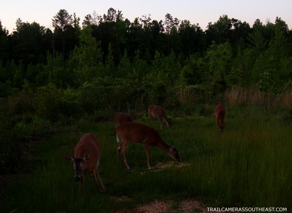 W220 -  Food plot activity for a couple weeks W2203_zps36deacfb