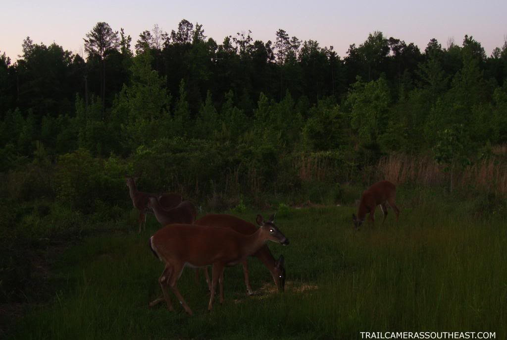 W220 -  Food plot activity for a couple weeks W2204_zps2ae7868b