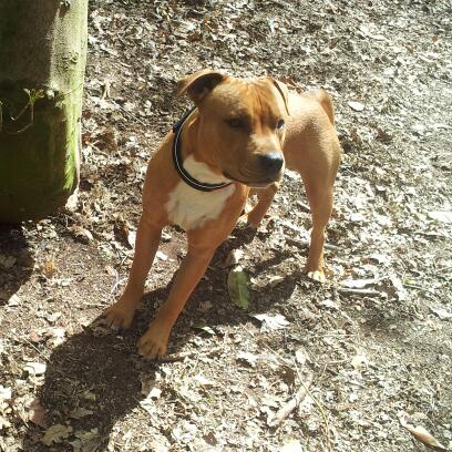 toby havin a run around the woods 20130430_141436-1_zps2fcbef69