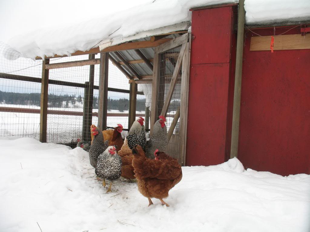 BIG ROCK SHEEP STATION-CHICKEN PICS IMG_0015_zps18d25ac7