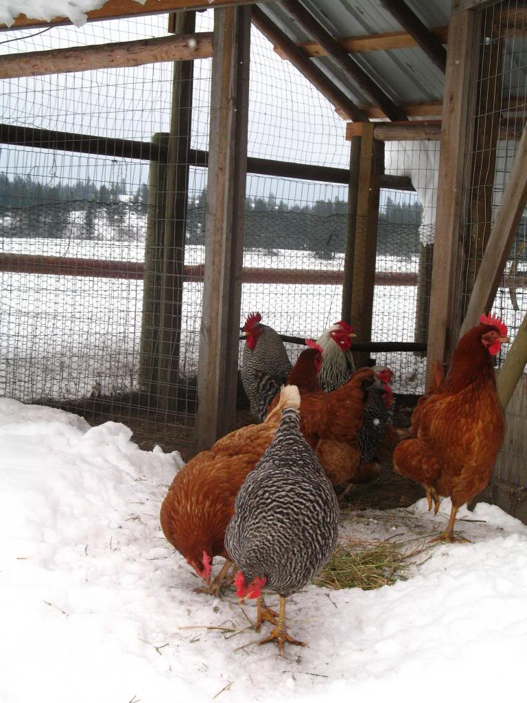 BIG ROCK SHEEP STATION-CHICKEN PICS IMG_0043_zps41ade725