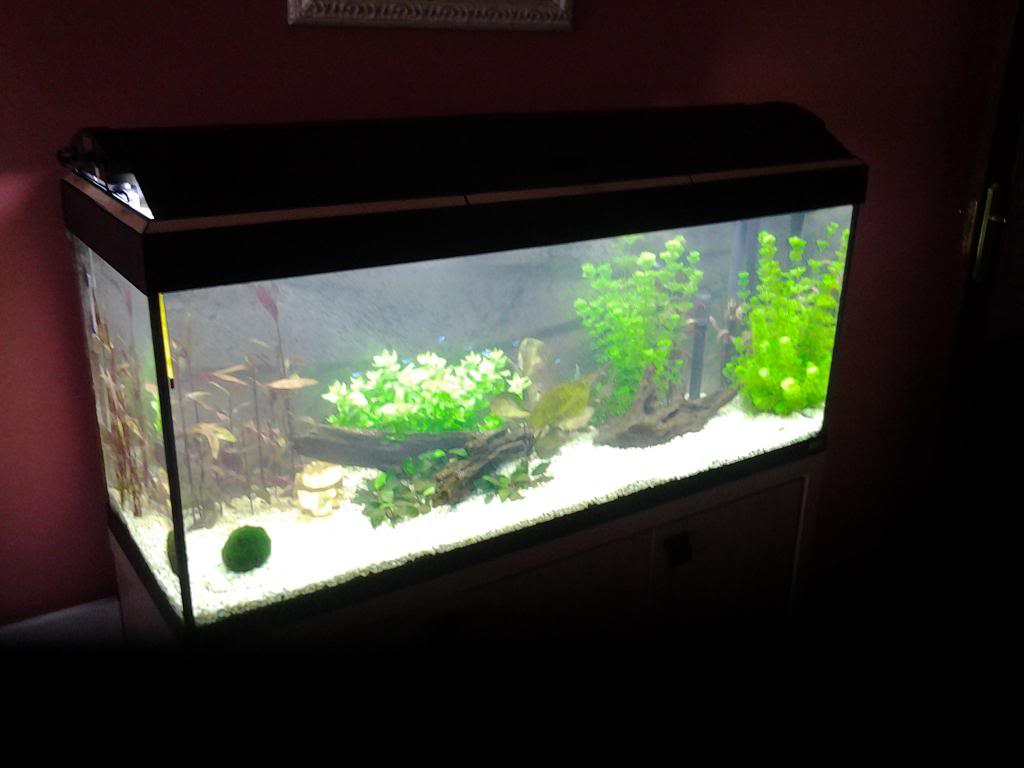 Mi nuevo acuario 240 L 20130503_200843_zps942308d0