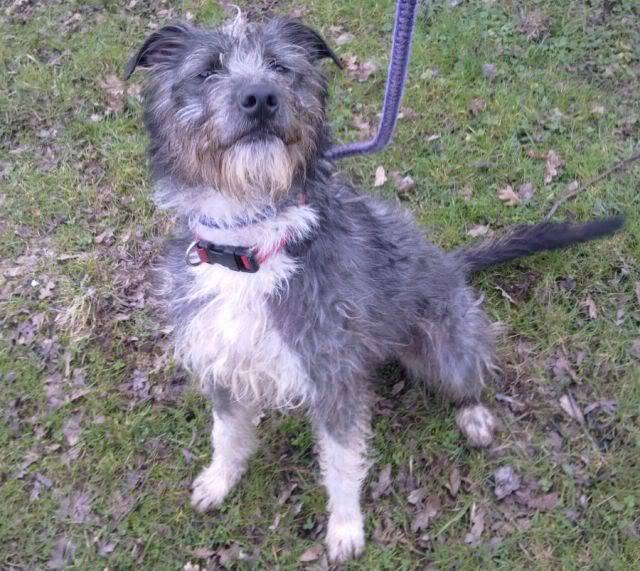 LEWIS, 14 month old Beardie cross Lewis2