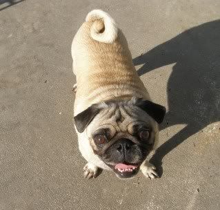 Need pictures of available pugs P9183546-2