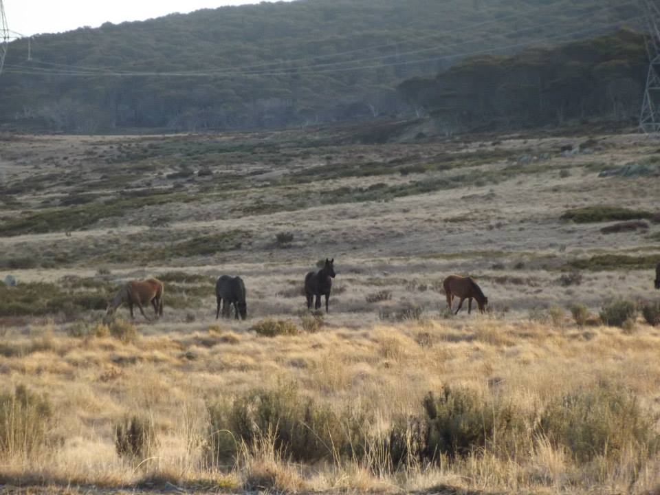 Australian Brumbies!! 1003308_10151557377567712_18431734_n