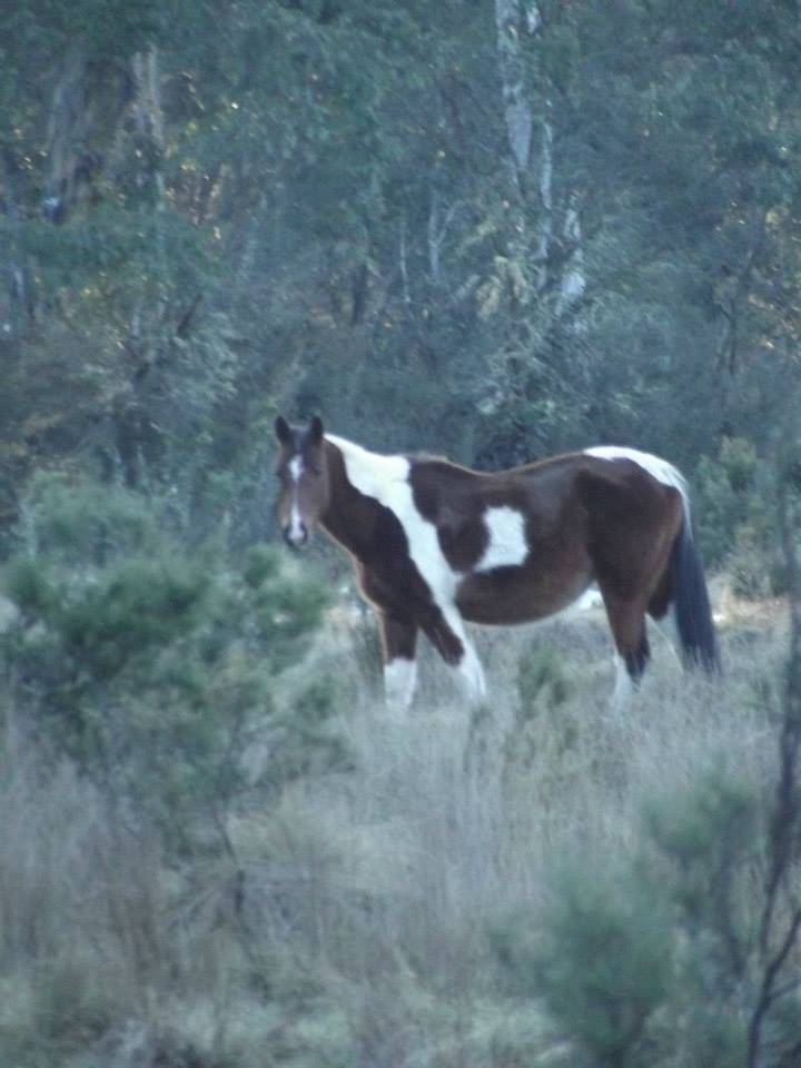 Australian Brumbies!! 10473456_10152272308337712_538791228906239626_n