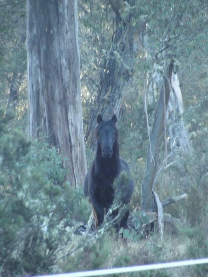 Australian Brumbies!! 10487249_10152272309197712_98940978175726817_n