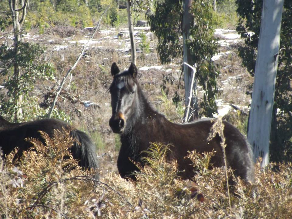 Australian Brumbies!! 10570470_10152312041972712_3963585395485483187_n