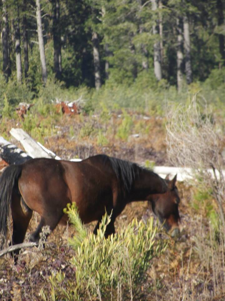 Australian Brumbies!! 10583806_10152312032402712_7640546297866444959_n