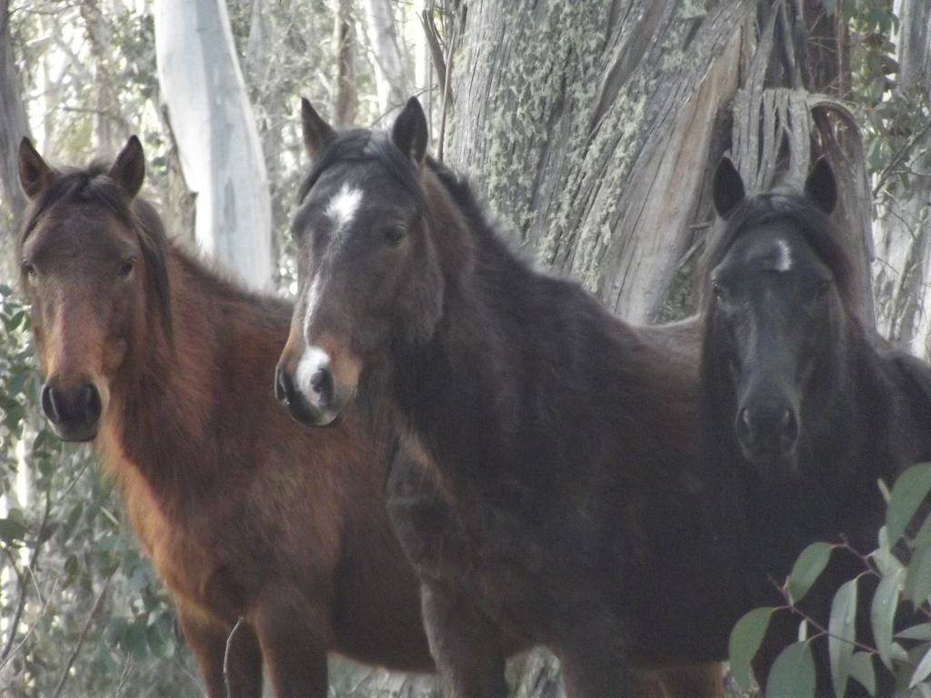 Australian Brumbies!! 10608482_10152401684477712_9022522482942681803_o