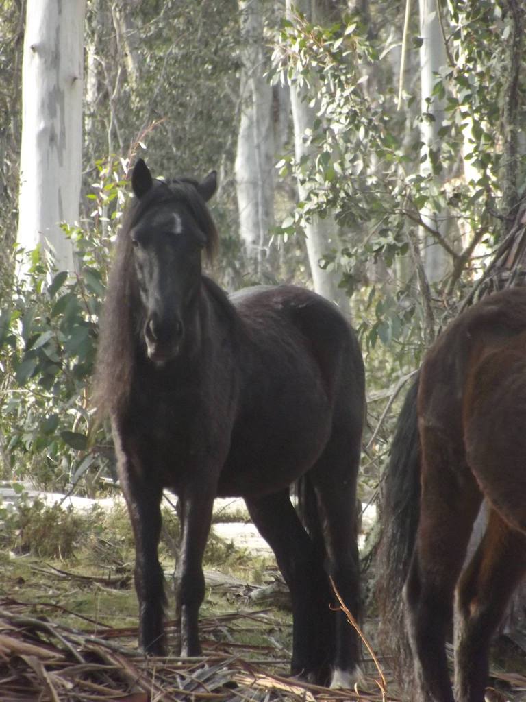 Australian Brumbies!! 10682157_10152401683502712_4132032611133950459_o