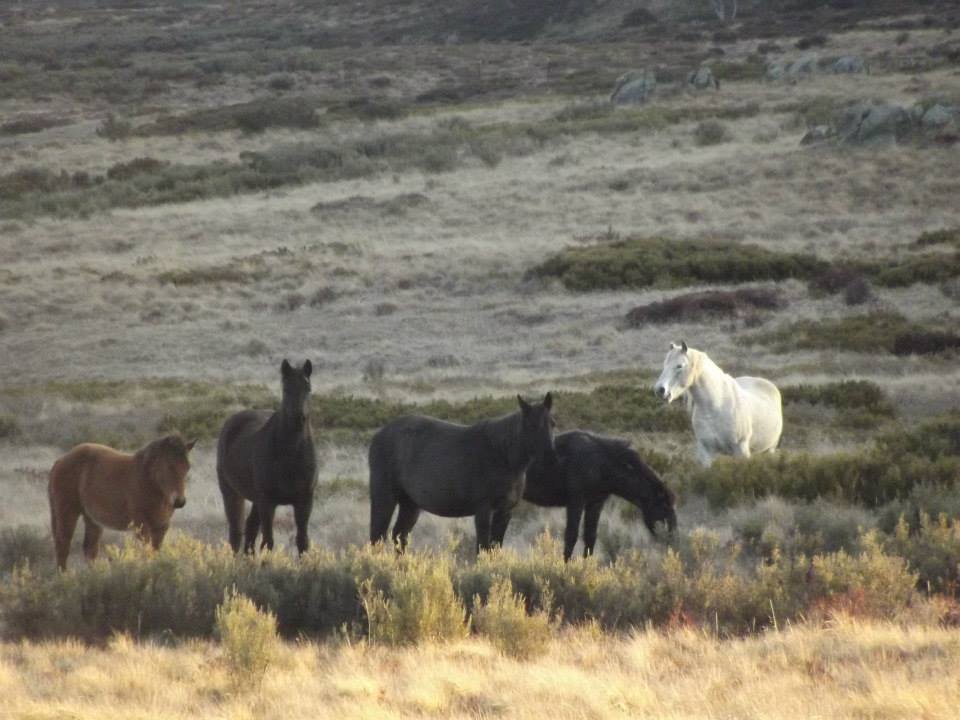 Australian Brumbies!! 1069358_10151557380257712_358503271_n