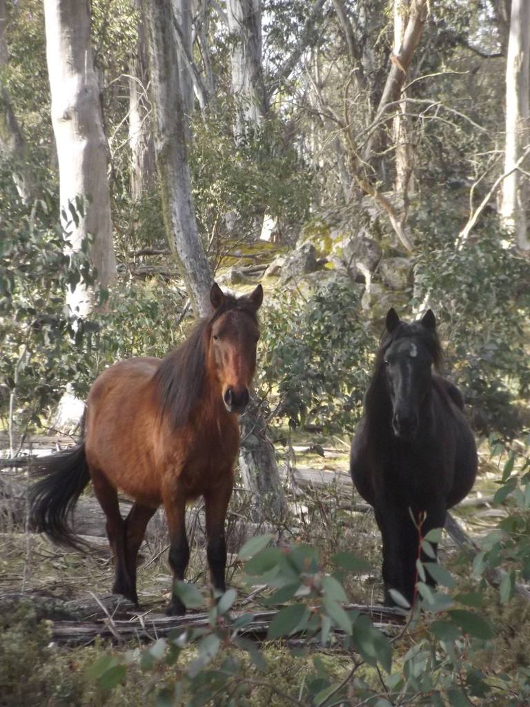 Australian Brumbies!! 10694347_10152401681802712_3477370175232851664_o